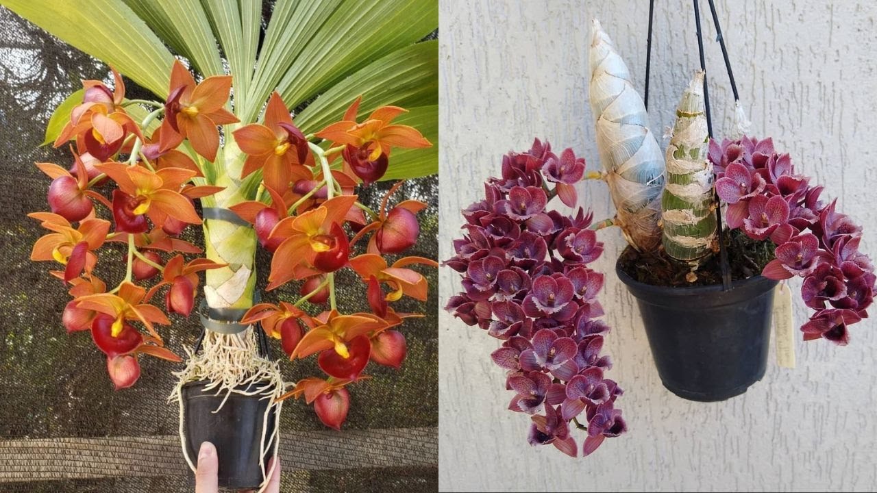 PLANTE SEU MORMODES ASSIM E ELE FICARA BONITO E COM MUITAS RAIZES