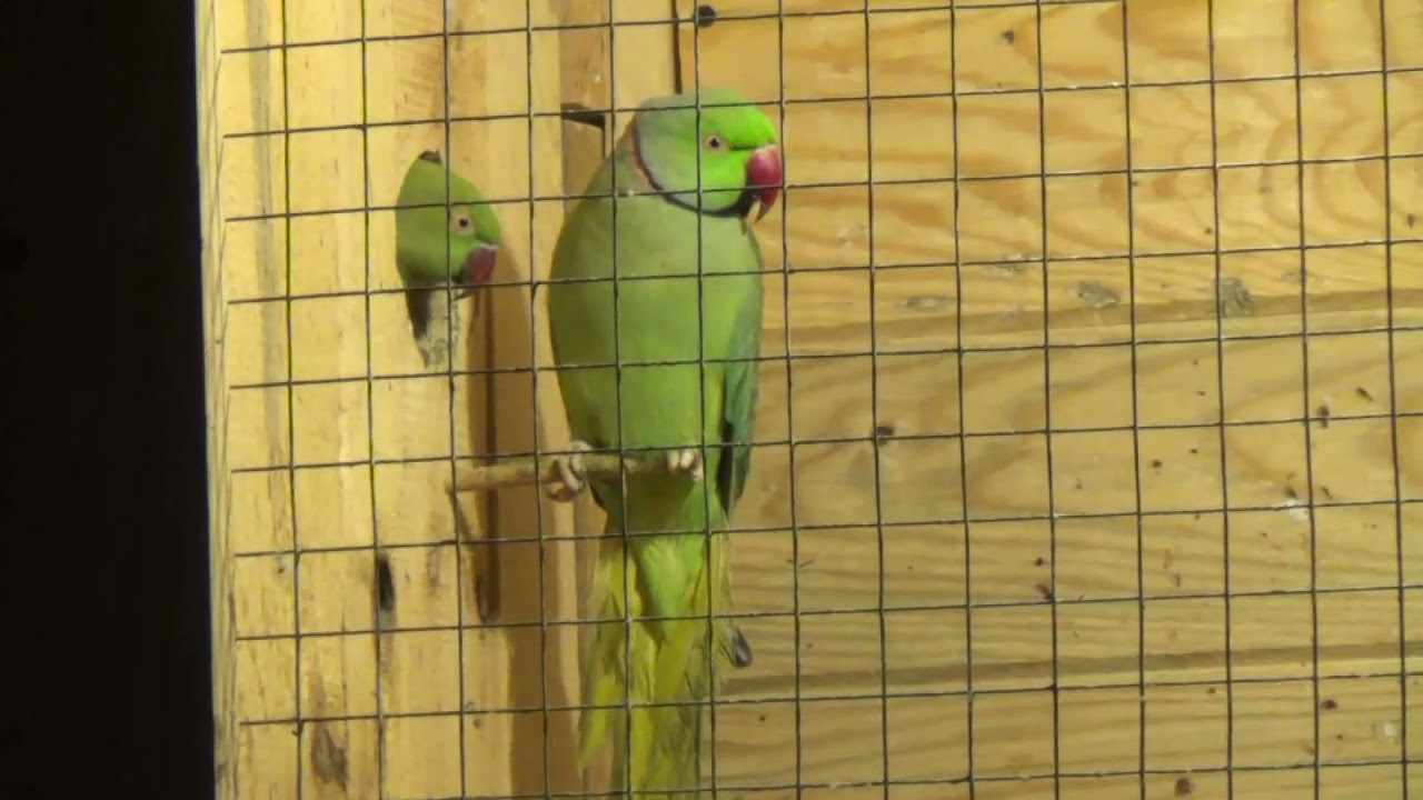 papuga Aleksandretta obrożna-przygotowanie lęg&oacute;w,Psittacula krameri Rose-Ringed Parakeet,попугай