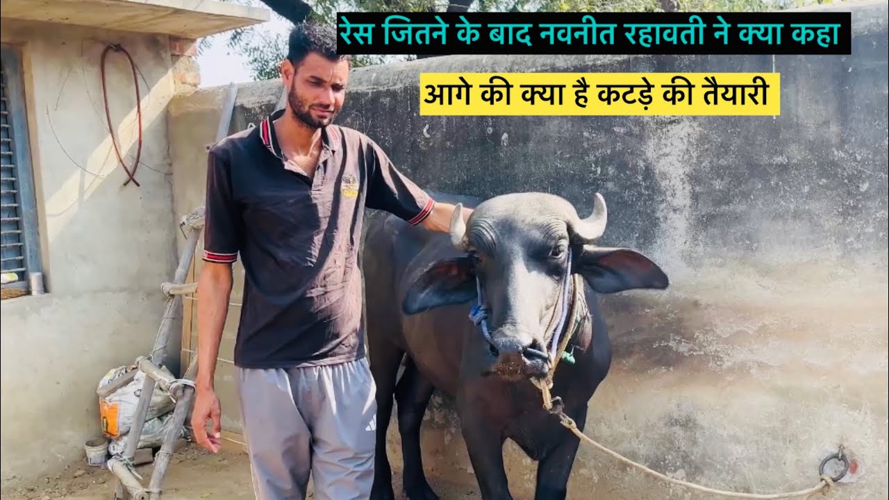 तीन रेस जीत चूका हे ये कटड़ा नवनीत भाई के पास अब तक 5 रेस 🏆 जीत चूका हे ये कटड़ा 