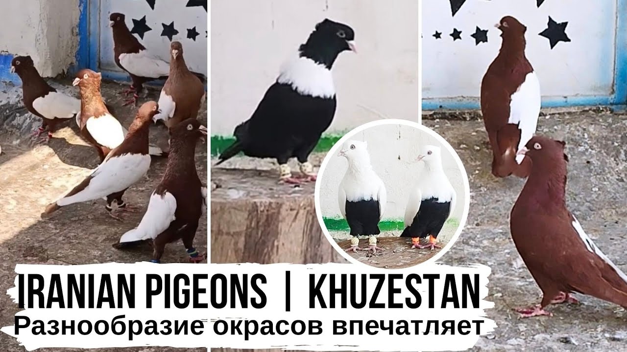 Иран, г. Хузестан | НАСЫЩЕННОСТЬ И РАЗНООБРАЗИЕ ОКРАСОВ ГОЛУБЕЙ ⭐️ | Iranian pigeons, Khuzestan