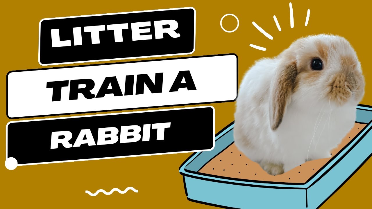 What NO ONE Tells You About Litter Training A Rabbit.