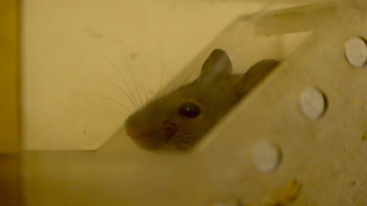 Another day another mouse - House Mouse Release (Mus musculus)