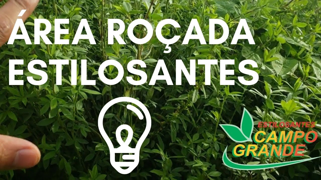 Área que o Estilosantes Campo Grande  foi Roçado - alternativa de fazer feno de qualidade