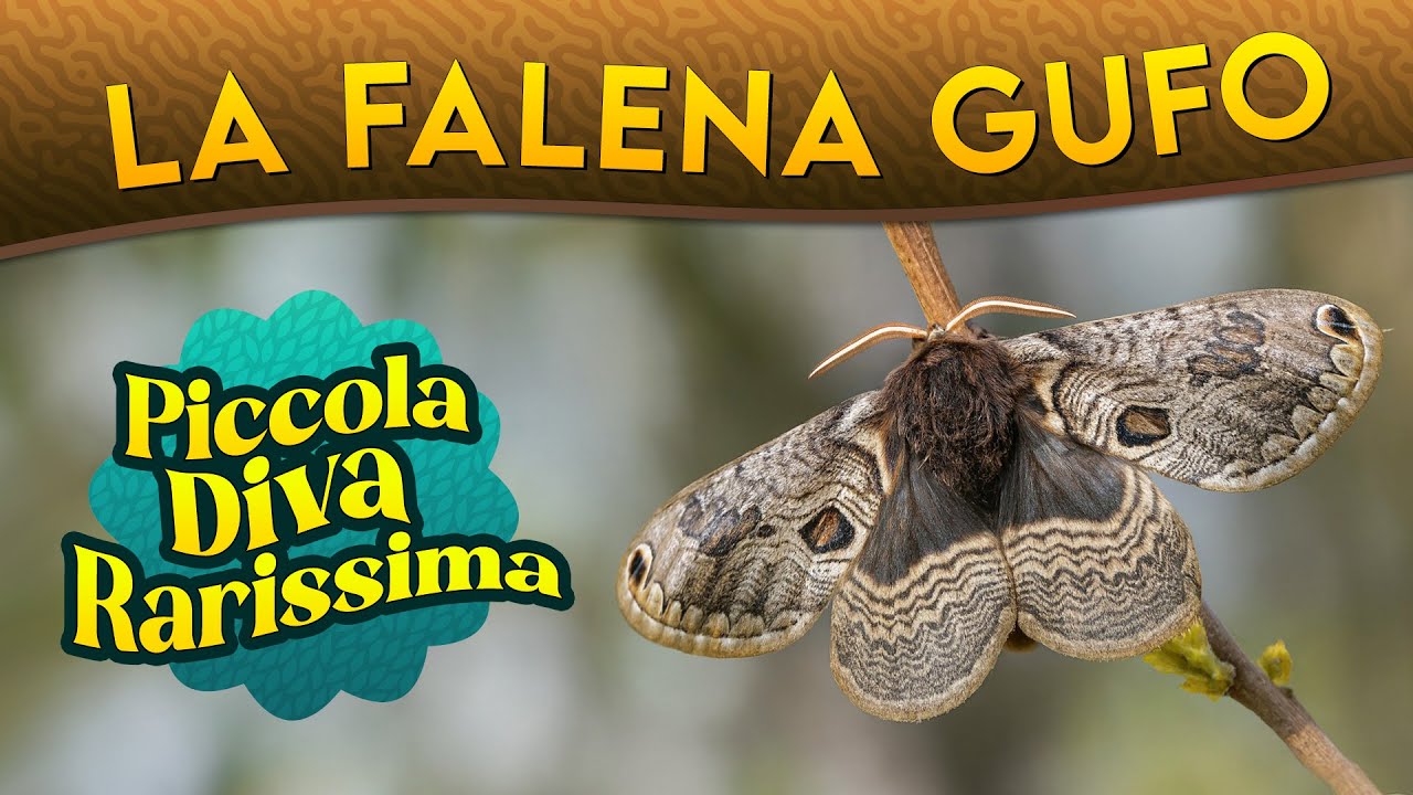 La Falena gufo: piccola diva rarissima ► Puntata 258