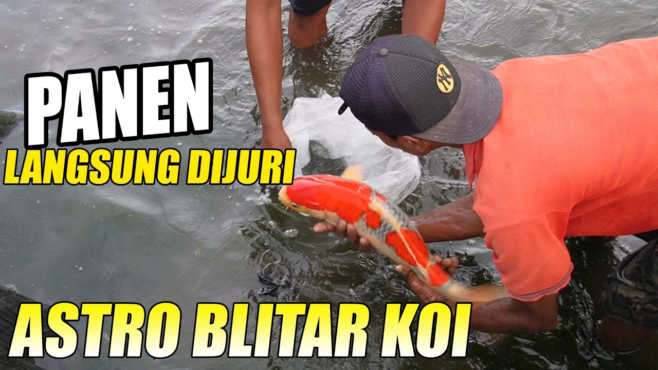 Siapa Bilang ikan Koi Blitar Gak Bisa Gedhe? Azukari Berikutnya Lebih Keren Lagi Bolo | Astro Koi