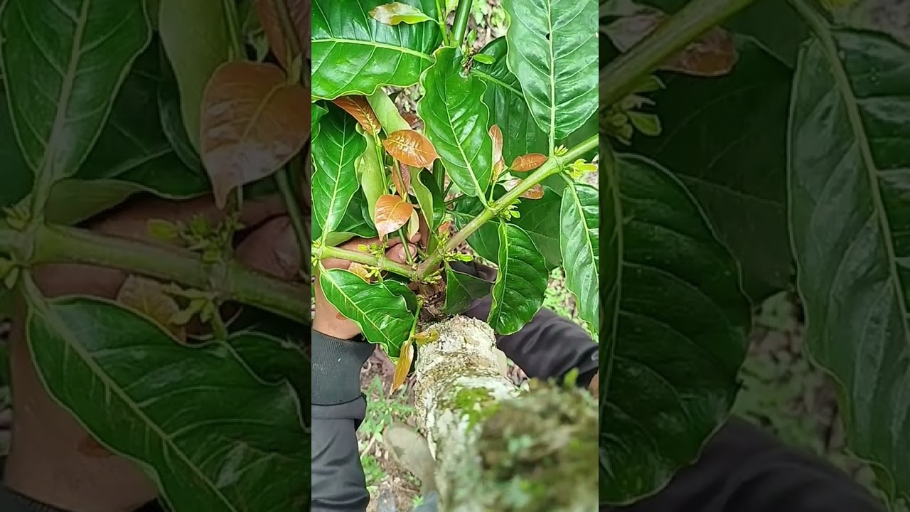 belajar pruning kopi, biar hasil nya maksimal