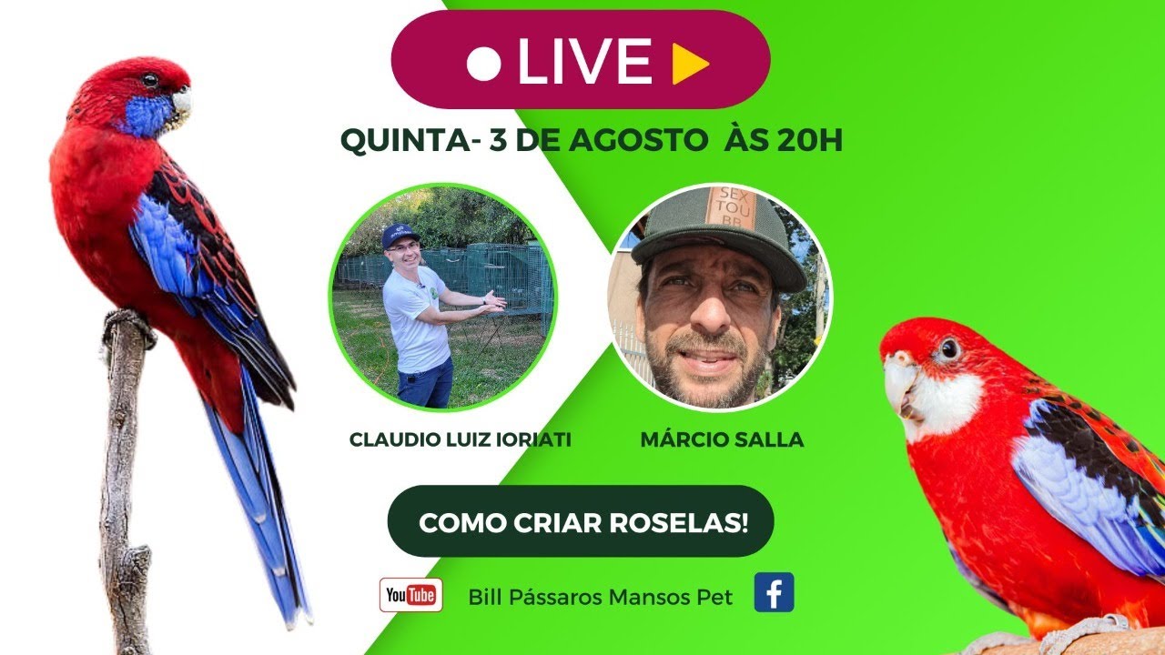 REPRODUÇÃO E MANEJO DE ROSELAS!!!