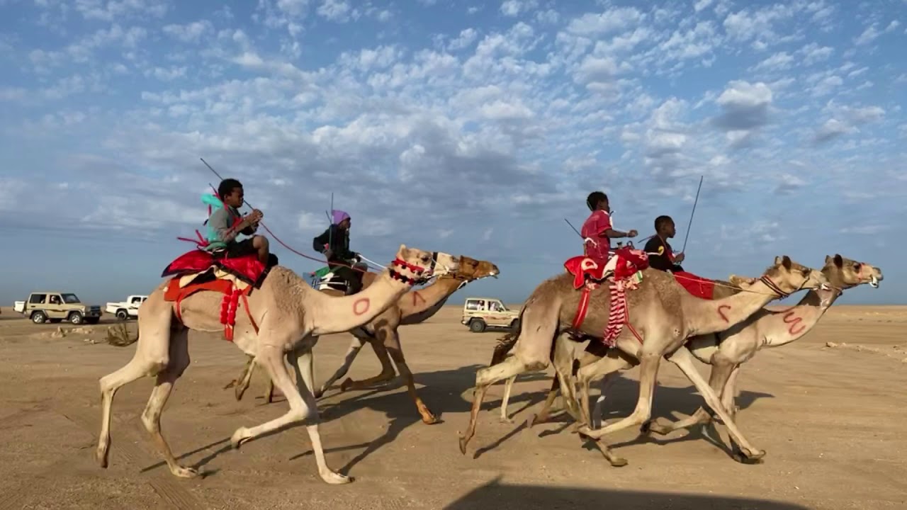 سباق الهجن في الميدان الجنوبي (املج)