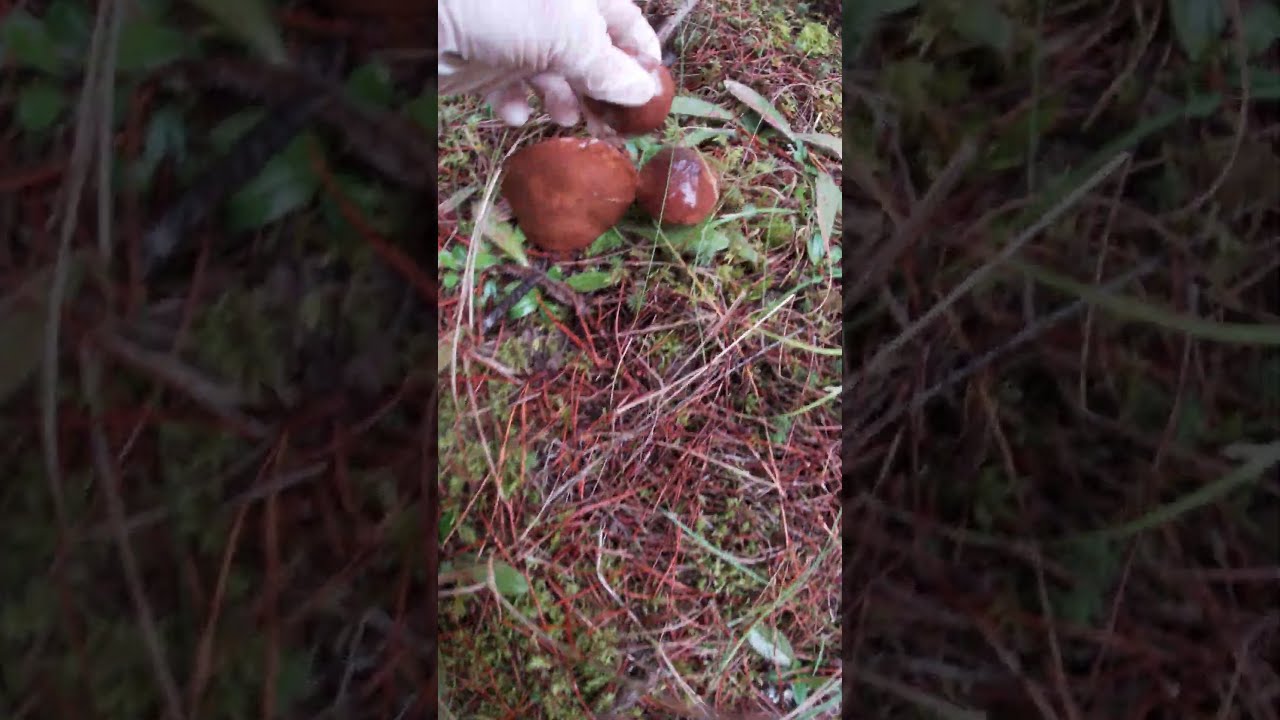 Slippery Jack🍁Maślaki #mushrooms🍄#grzyby #fungi #pilze #hongos #jamur #champignons #houby #shorts