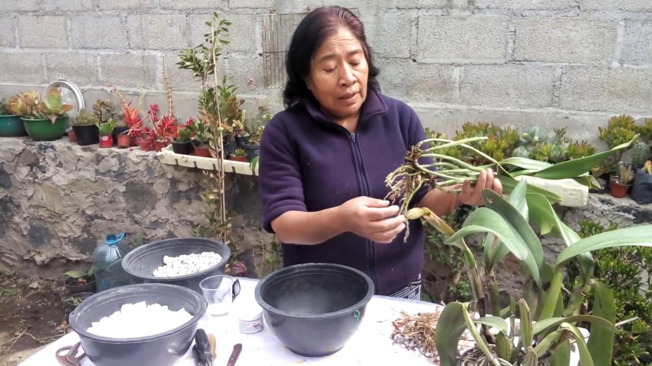 como cuidar orquidea cattleya ( Trasplante y cuidado de orquidea)