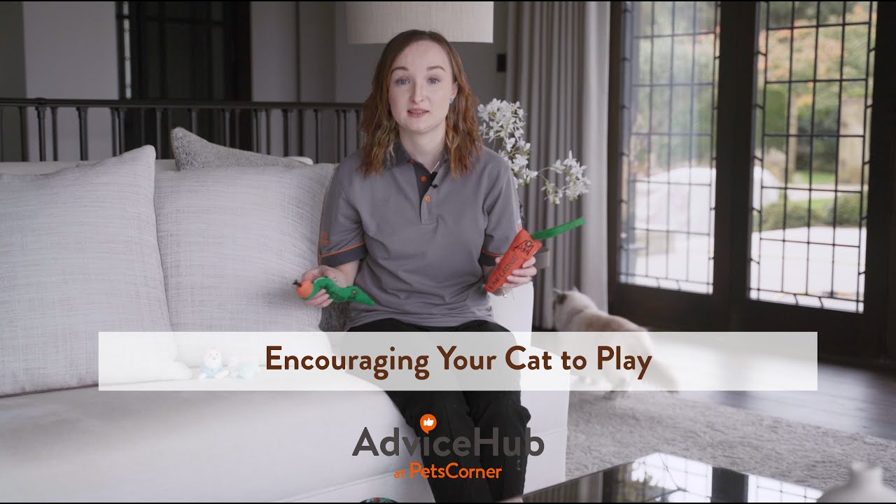 A Guide to Playing with Cats