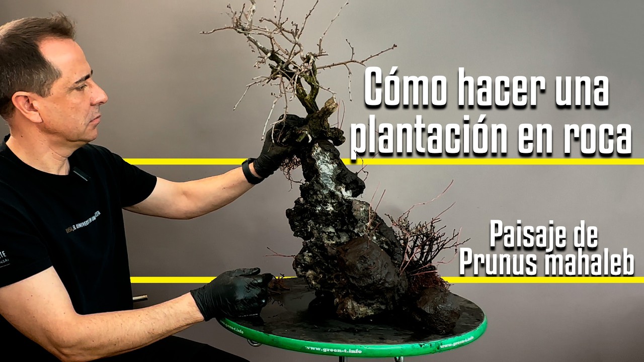 Cómo hacer una plantación en roca  Paisaje de Prunus mahaleb