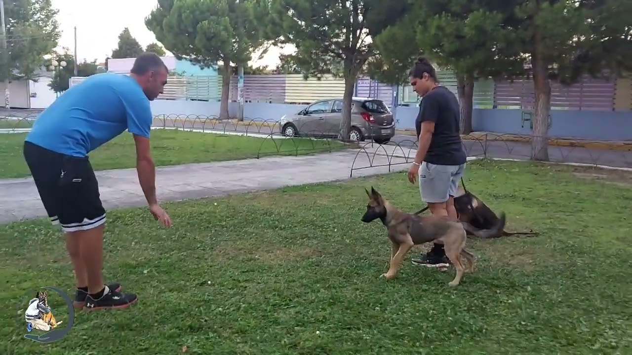 Κουτάβια Μαλινουα σε εκπαίδευση! (Malinois puppies).