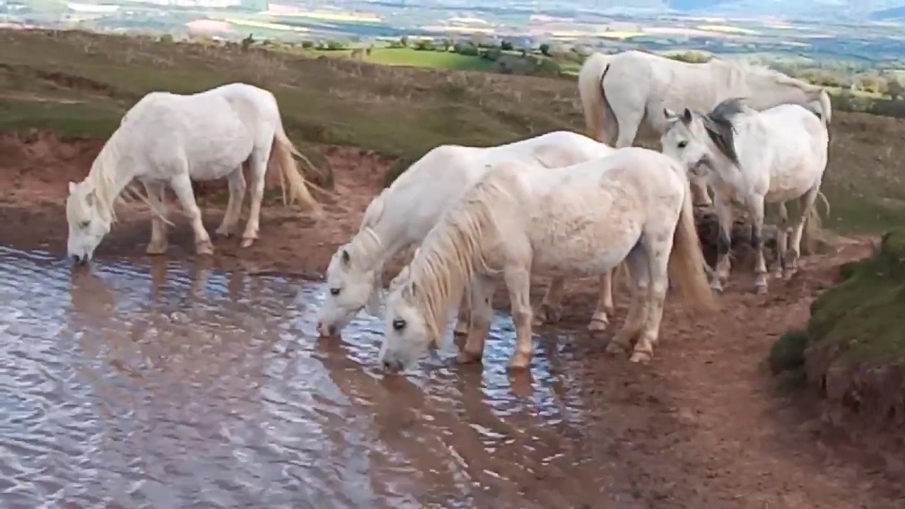 Discover Herefordshire: Wild Horses, Cider Making & Cathedral Beauty 🍏🐎