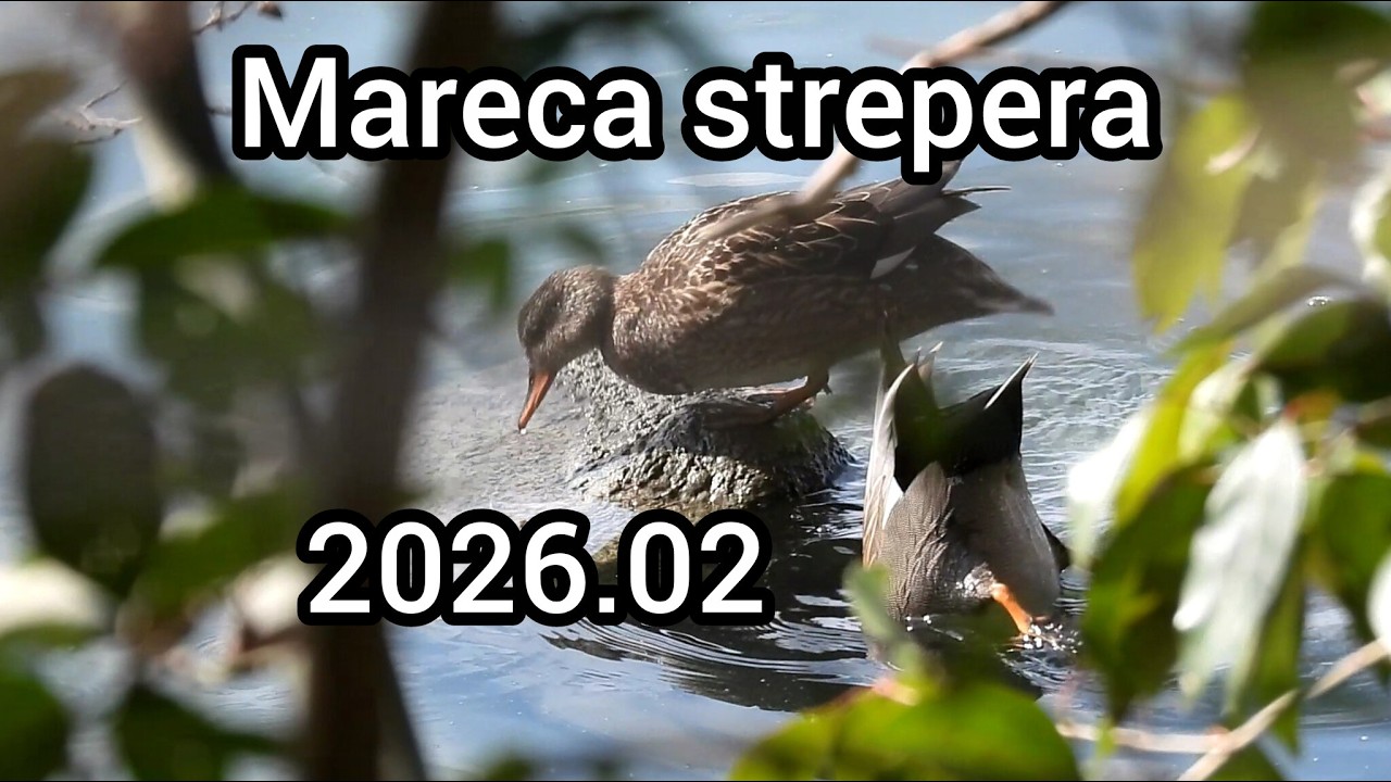 オカヨシガモ (Mareca strepera) / Gadwall / 公園のカモ 江戸川 / 2026年2月