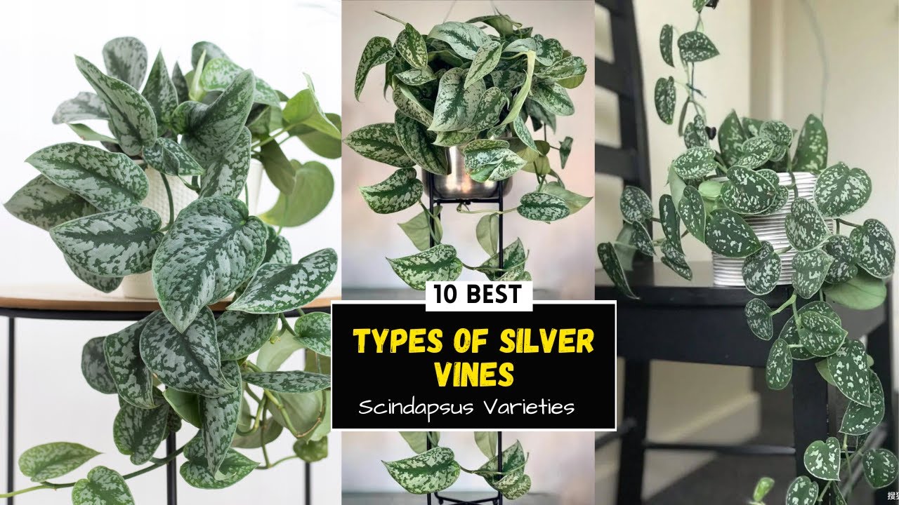 10 красивых сортов сциндапсуса | Silver Vines