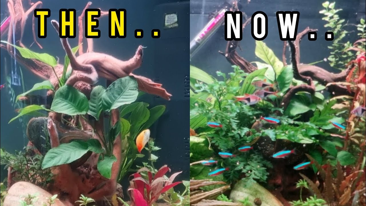What happened to my NO CO2 DIRTED TANK after 5 months?