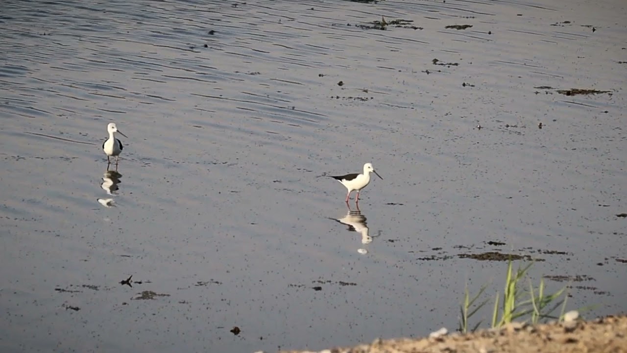 Black-winged stilt in Dubai #UAE #birdphotography #wildlife #birds_captures #canon #stilt