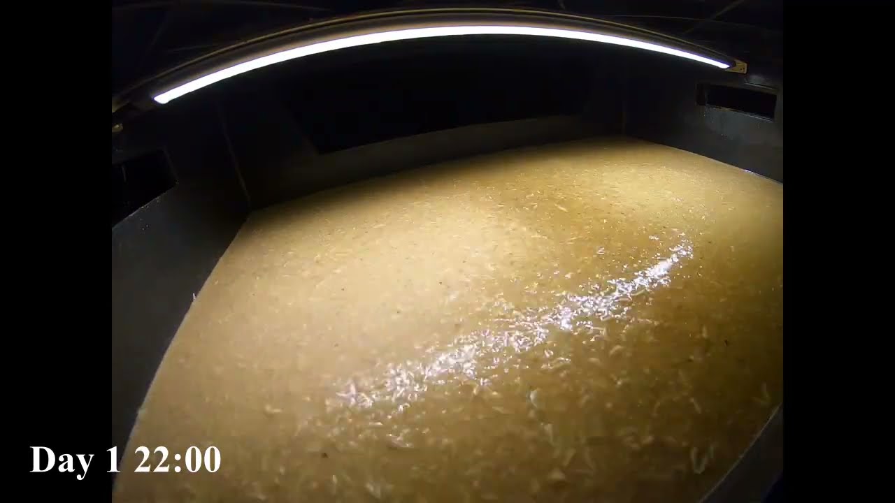 BSF larvae grow out - 7 days in 30 seconds