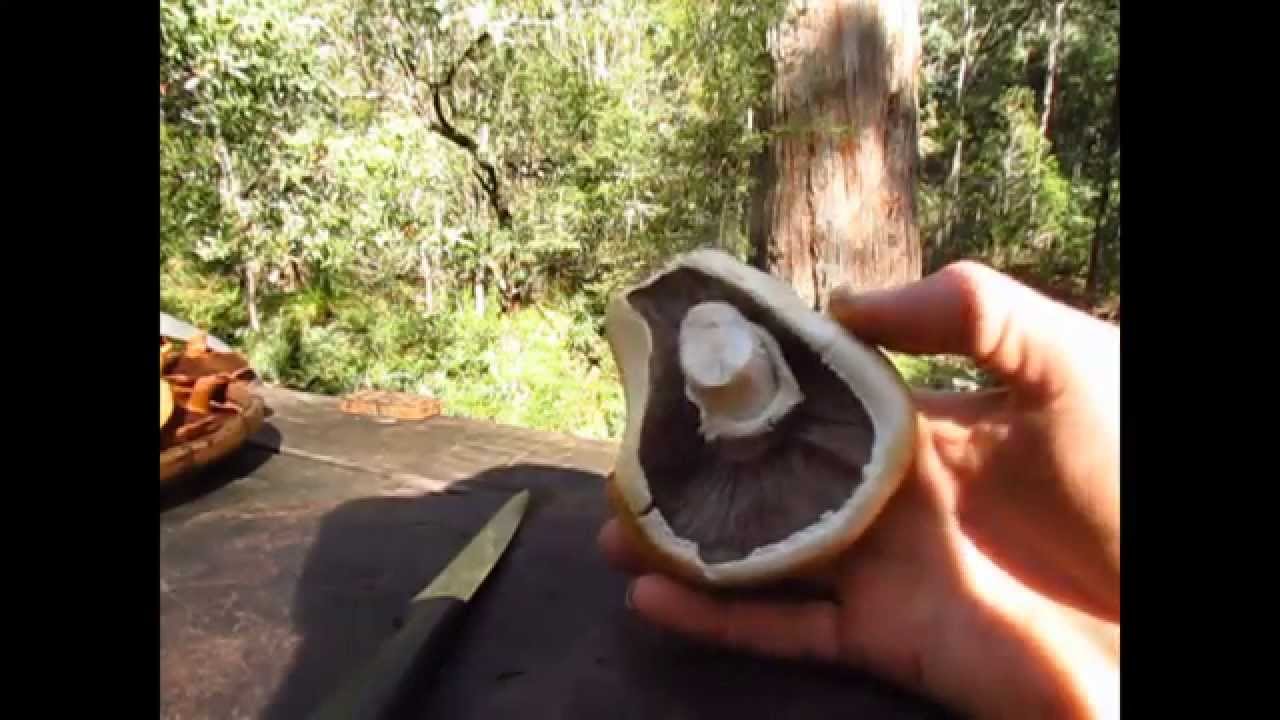 Agaricus crocodilinus Australia