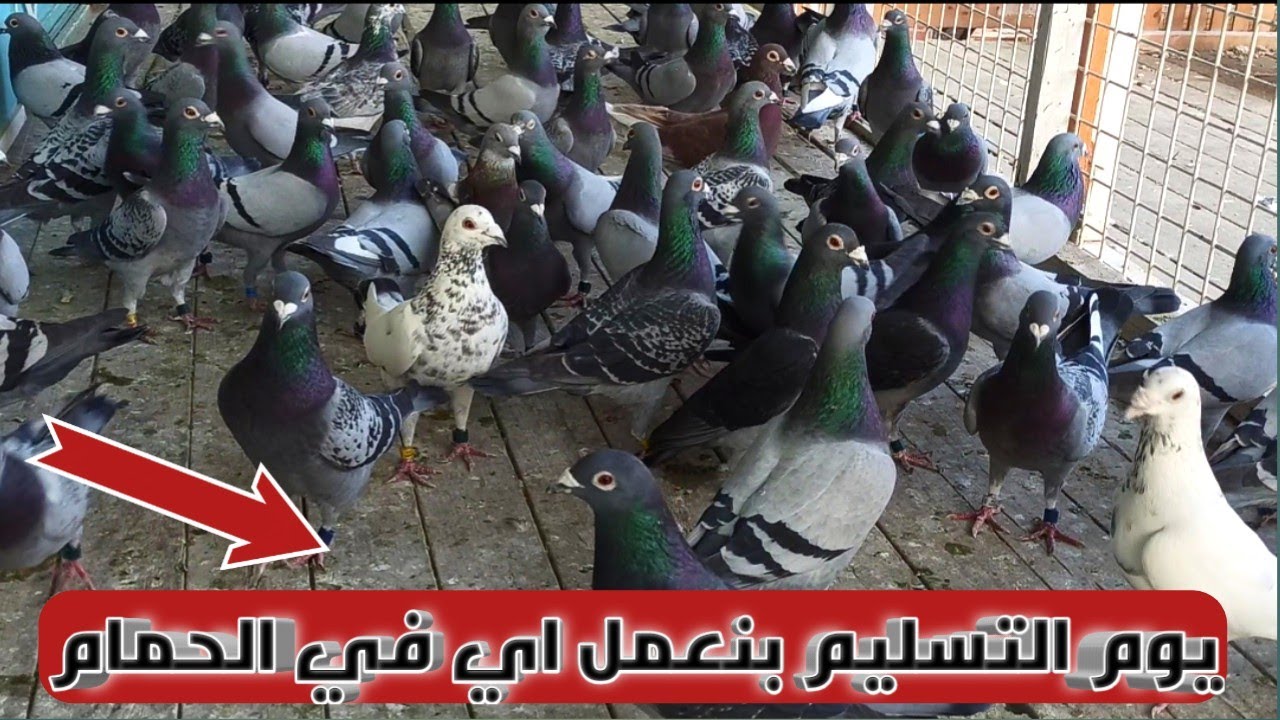 يوم تسليم الحمام الزاجل للسباق حوالي410 كيلو جو وربنا يوفق الجميع🥰