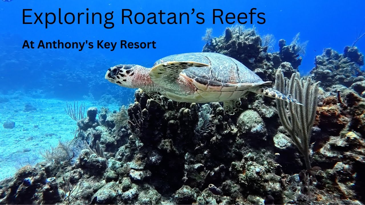 Exploring Roatan's Reefs at Anthony's Key Resort