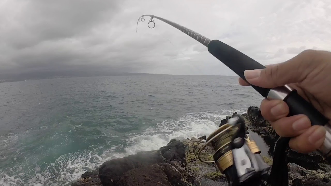 Catching Enenue cliff side | shoreline fishing | using limu AKA “algae”