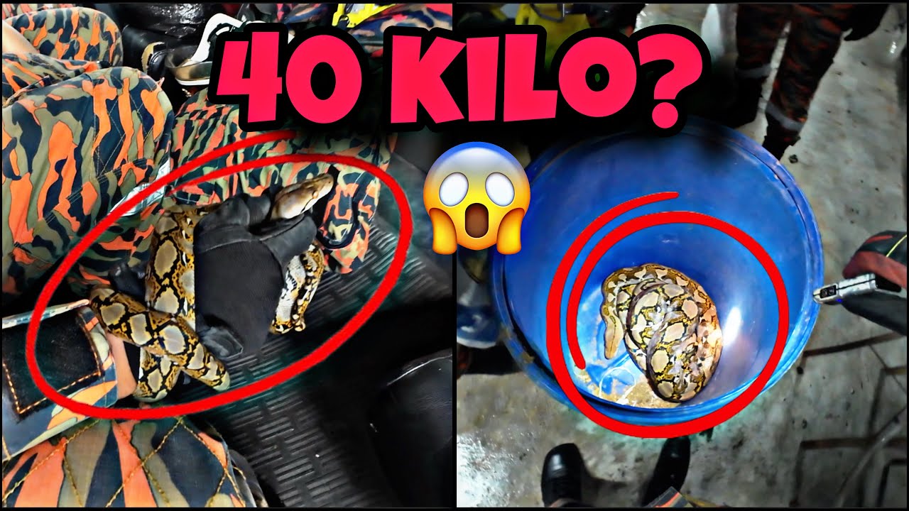 💢SAWA BATIK 40 KILO⁉️😱 KHIDMAT KHAS  ULAR 