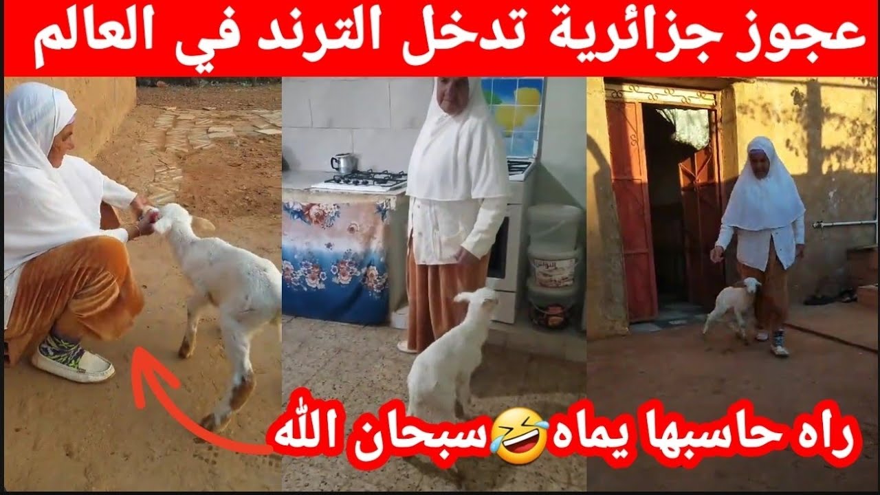 #ترند_الجزائر عجوز #جزائرية تشعل مواقع التواصل الاجتماعي بعفويتها بطريقة تربيتها لخروف