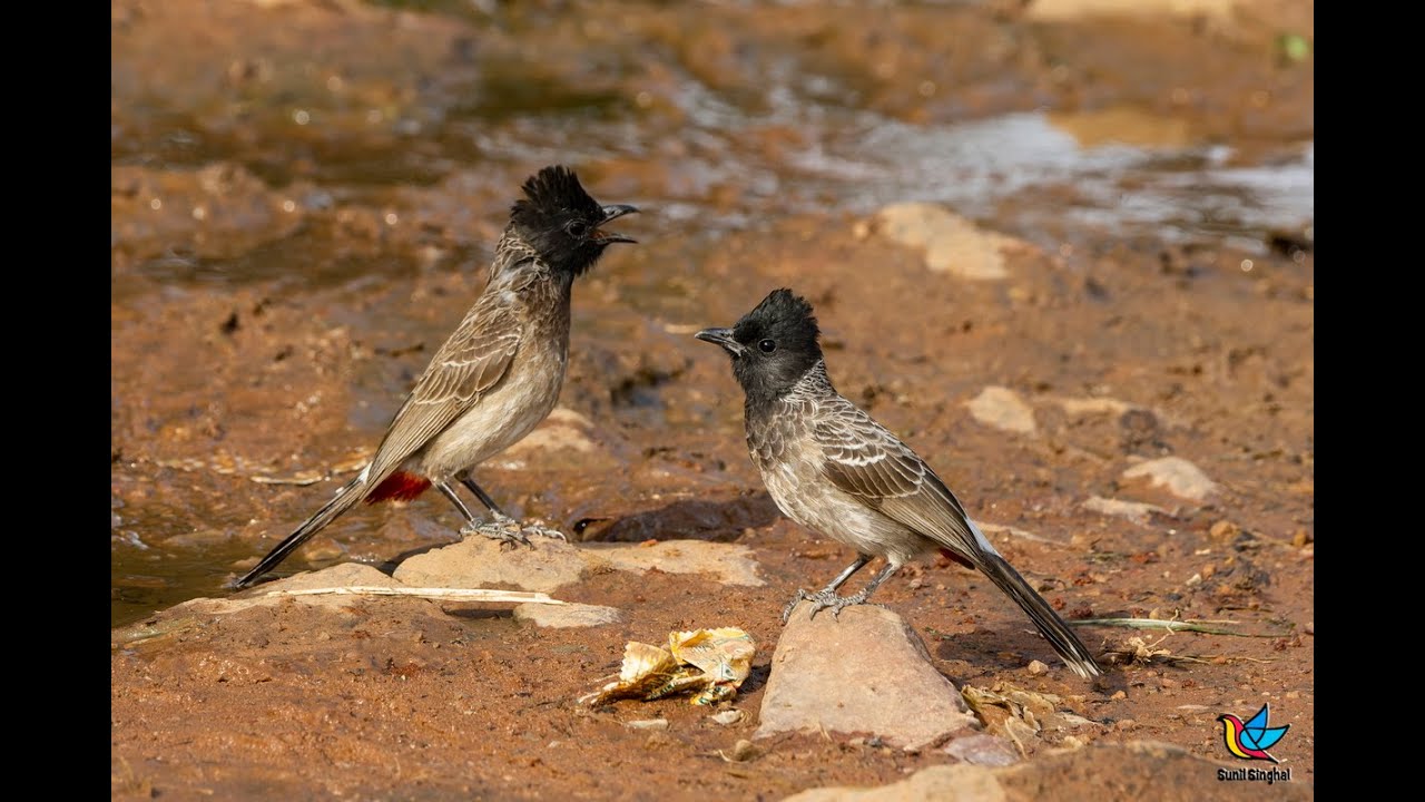 Red vented Bulbul   drinking