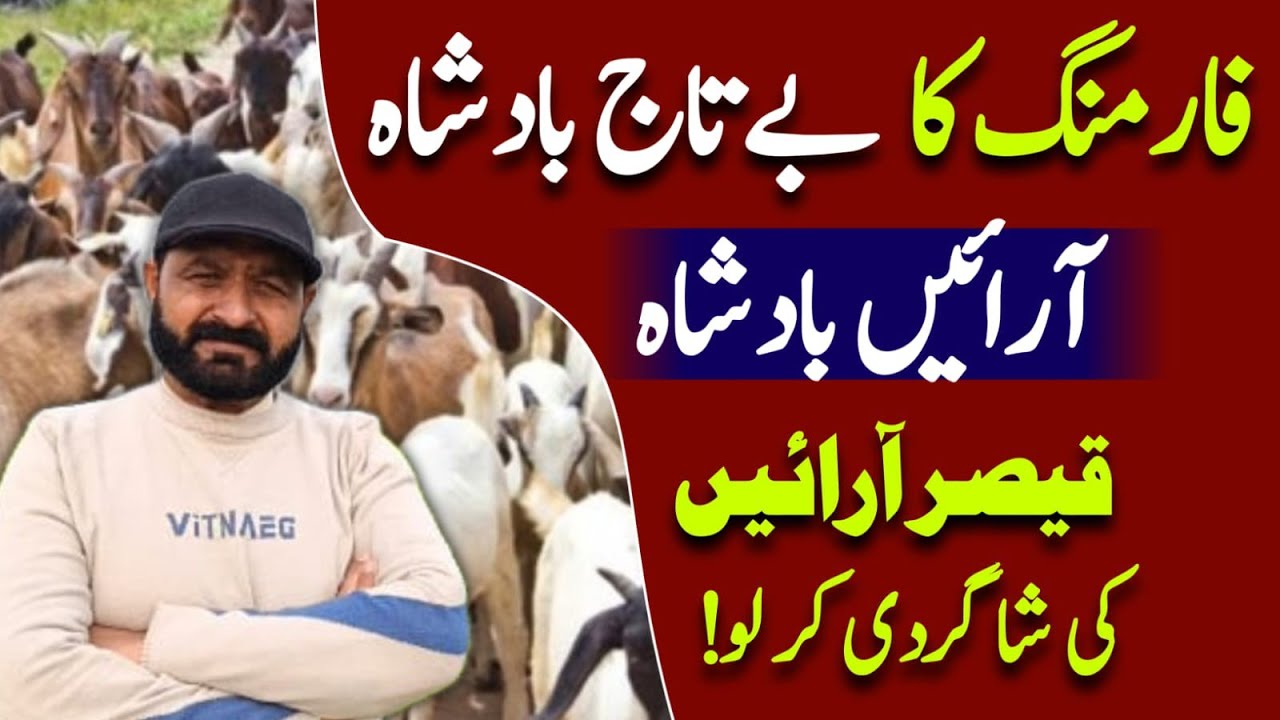 Best idea for goat farming 
