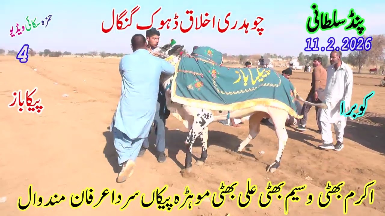 No 4 bull race 11 2 2026 