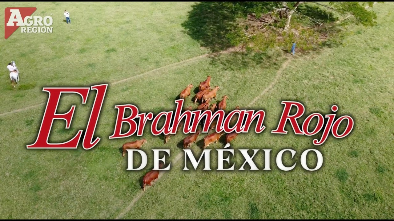 RANCHEANDO CON LA RAZA BRAHMAN ROJO EN MÉXICO