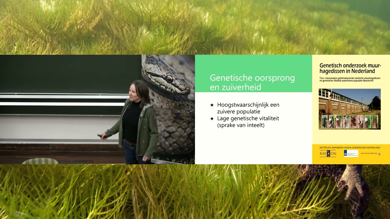Herintroductie muurhagedis op Sint-Pietersberg - Lezing Cridi Frissen Moors | RAVON-dag 2025