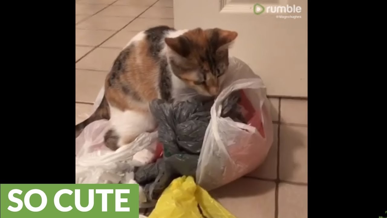 Kitten learns how to reduce, reuse and recycle
