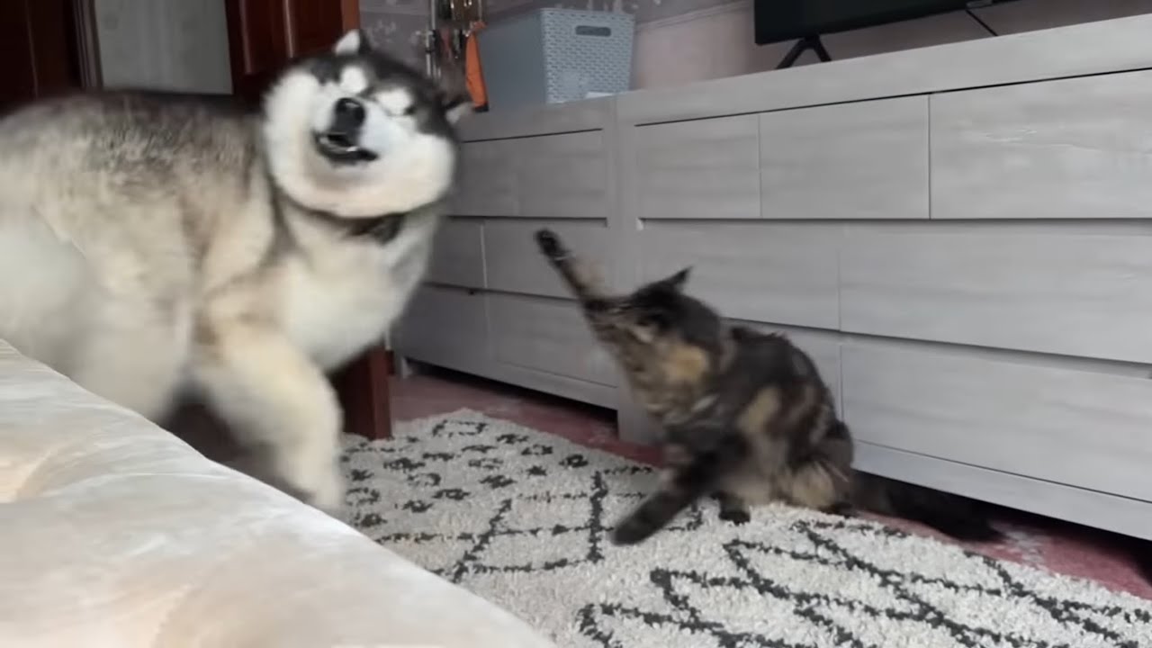 Giant Cat Bullies Husky It’s So Funny!! 