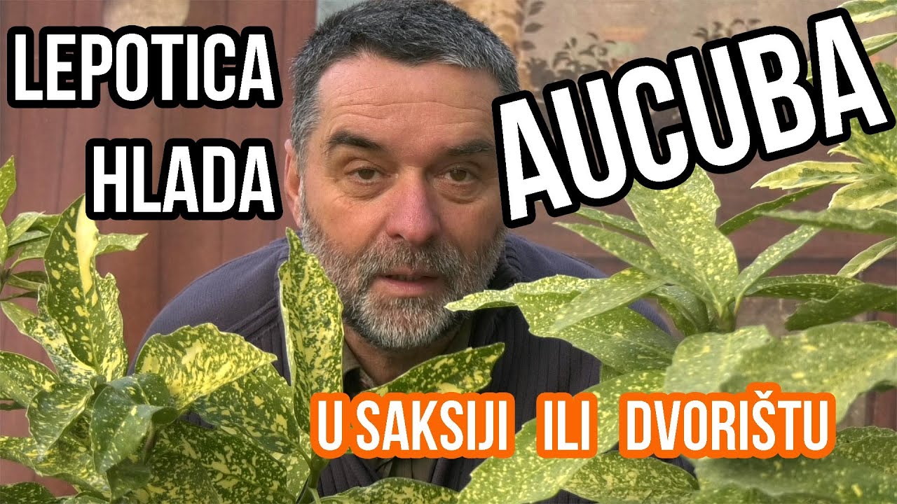 Aucuba u saksiji ako nemate dvorište