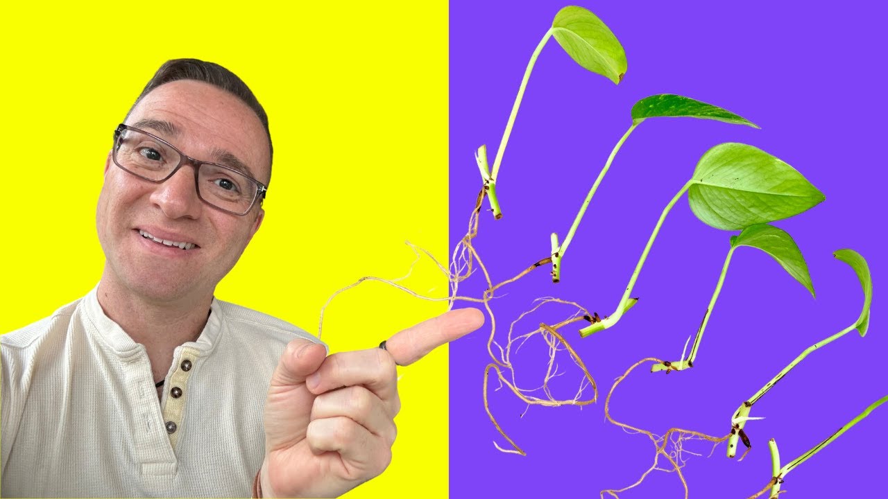 Размножение Pothos: самый простой способ получить ПОЛНОЦЕННОЕ РАСТЕНИЕ с НУЛЯ!