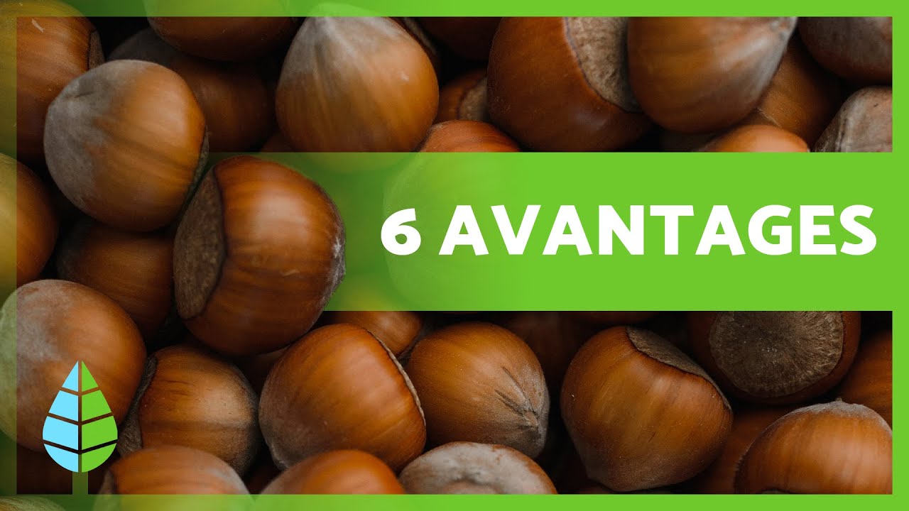 6 BIENFAITS INCROYABLES des NOISETTES 🌰 (Propri&eacute;t&eacute;s m&eacute;dicinales et comment les manger)