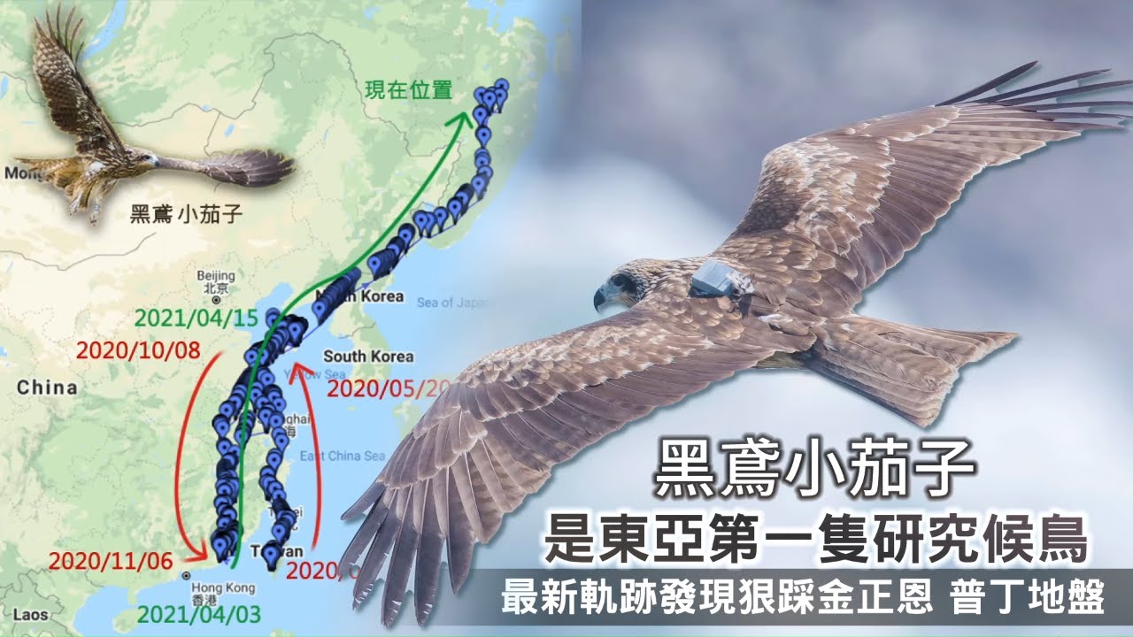 東亞研究第一隻！候鳥黑鳶小茄子追蹤周年　北上金正恩普丁地盤 #獨家 | 台灣新聞 Taiwan 蘋果新聞網