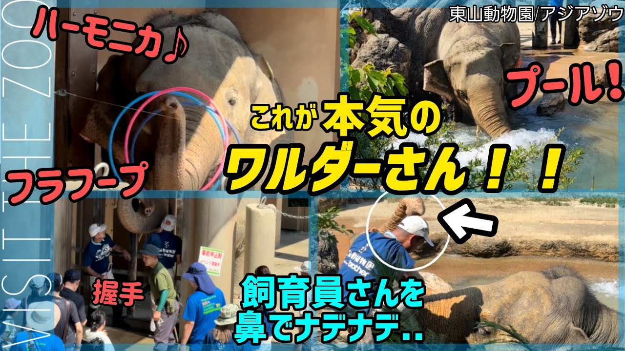ワルダーさんプールで飼育員さんをナデナデ！多才な技を披露するゾウ #東山動物園 #ワルダー #ゾウ