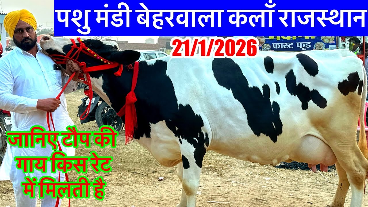 21/01/2026 पशु मंडी बेहरवाला कलाँ राजस्थान की स्पेशल गायों की मंडी देखें टौप गाय किस रेट में मिलेगी