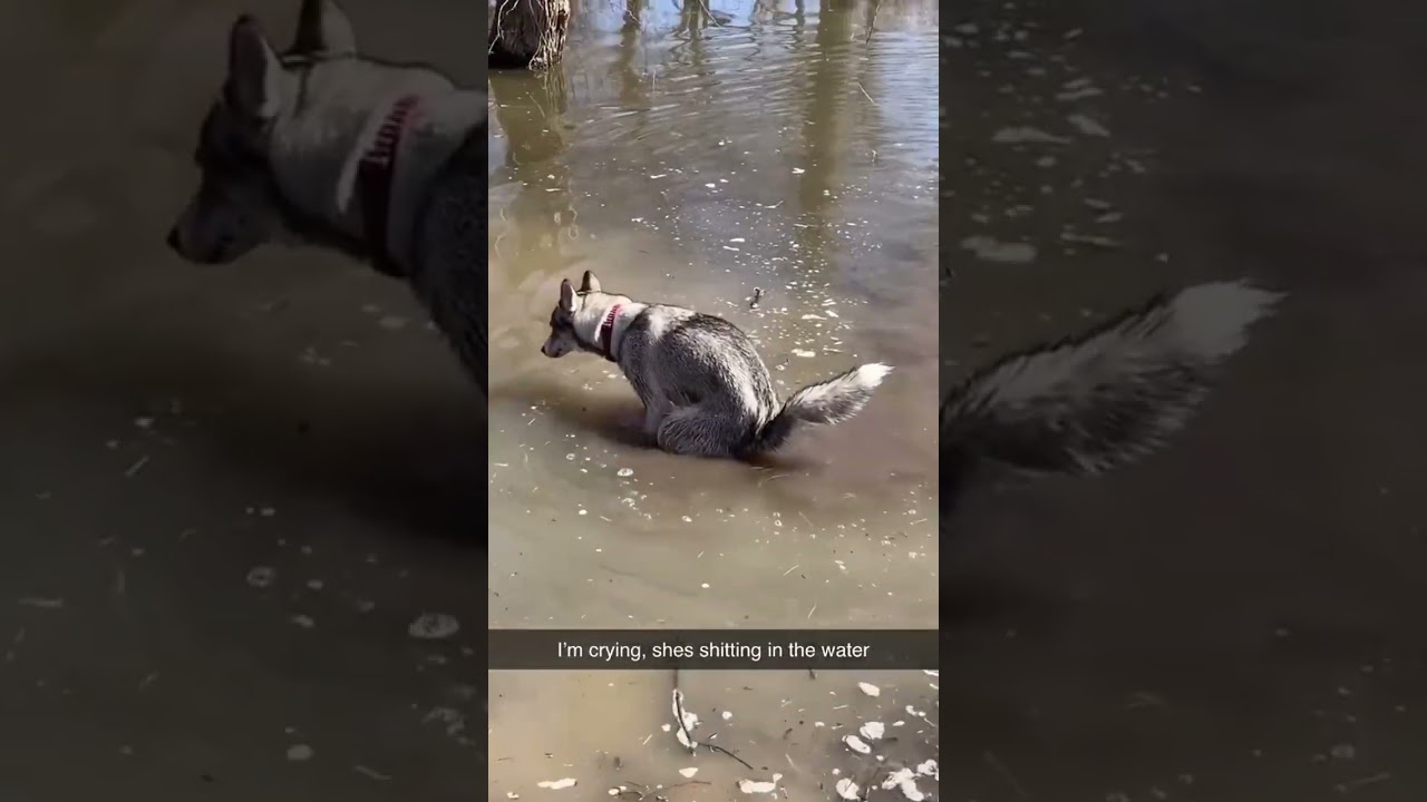 Dog pooping 💩 #dog #funny #funnyvideo
