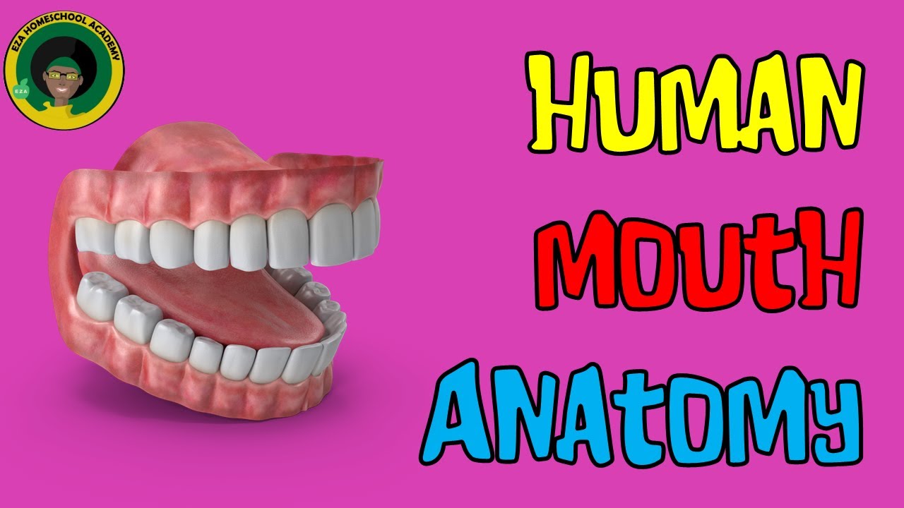 The Human Mouth and Its Parts || Human Mouth Anatomy || Parts of the Mouth