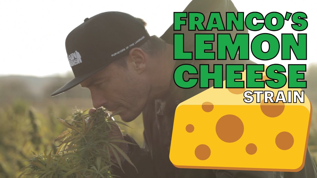 The Last of Strain Hunters: Lemon Cheese | 48North | Herb |