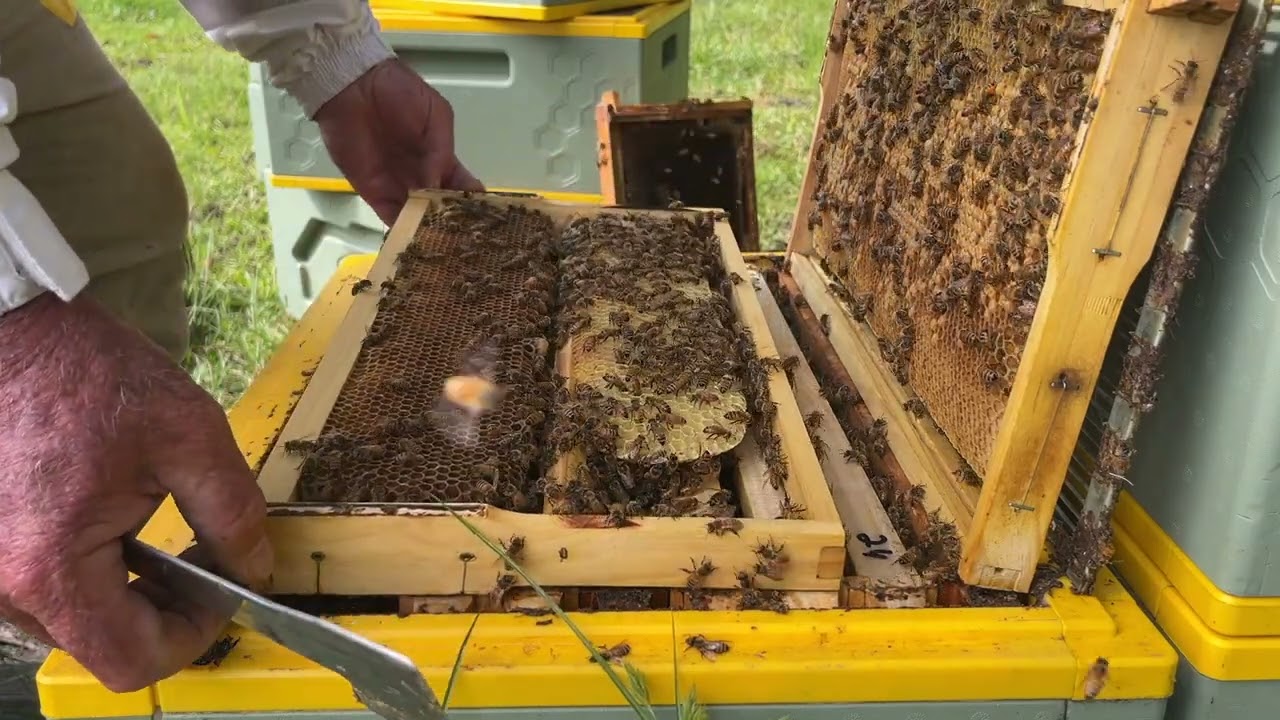 🐝 Pierco Drone frames going into brood boxes at Coramba.  Varroa mites found in drone brood.