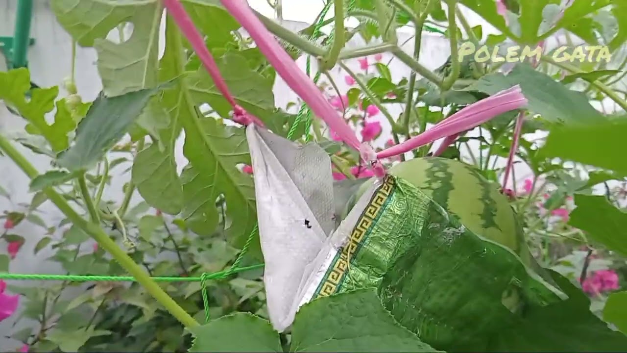TANAM BUAH DAN SAYUR DI LAHAN SEMPIT  BISA BERBUAH LEBAT