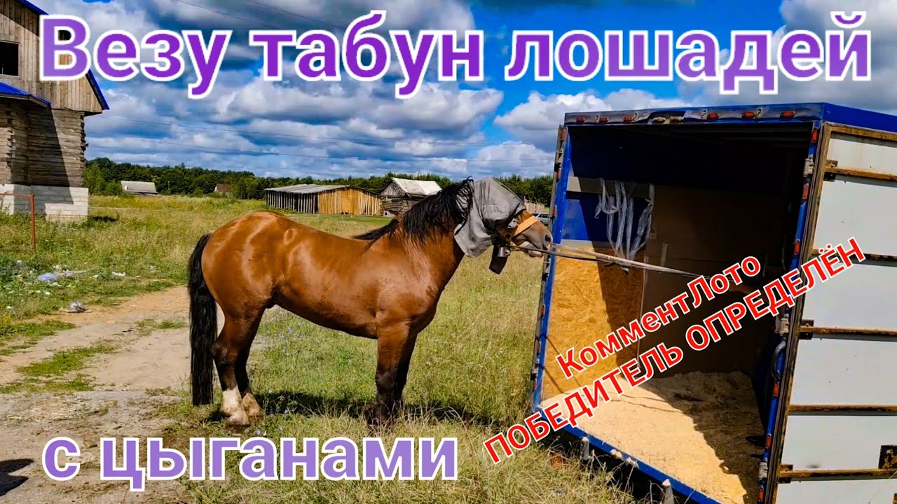 Везу табун лошадей на Газели Некст с цыганами. Оплётку розыграли. Победитель определён.