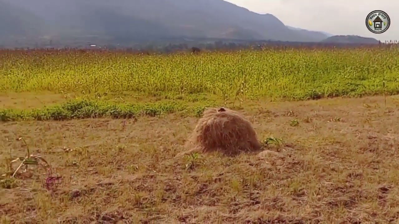 የራያ ቅራርቶ #ራያ #ቆቦ #culture #songs