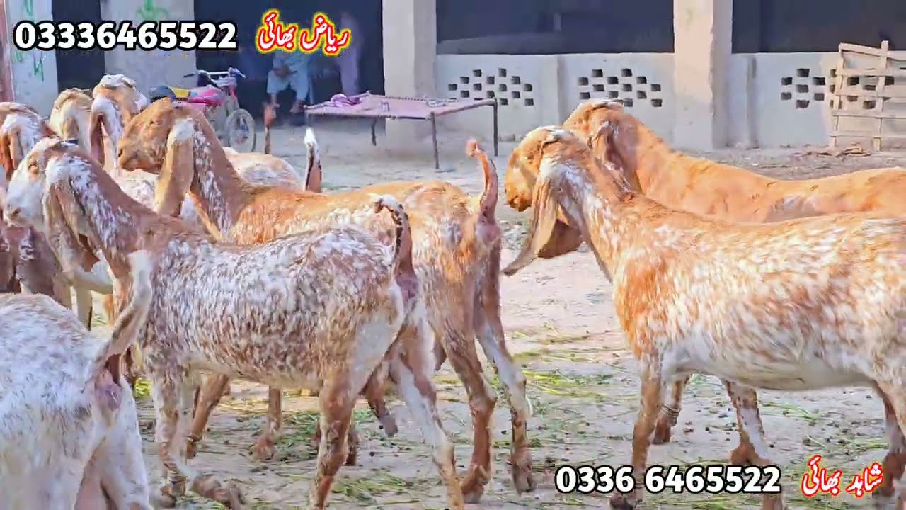 آج رمضان المبارک کی بہت بڑی آفر پیور مکھی چینی گبن بکریاں سلطان بریڈ مناسب ریٹ پر 